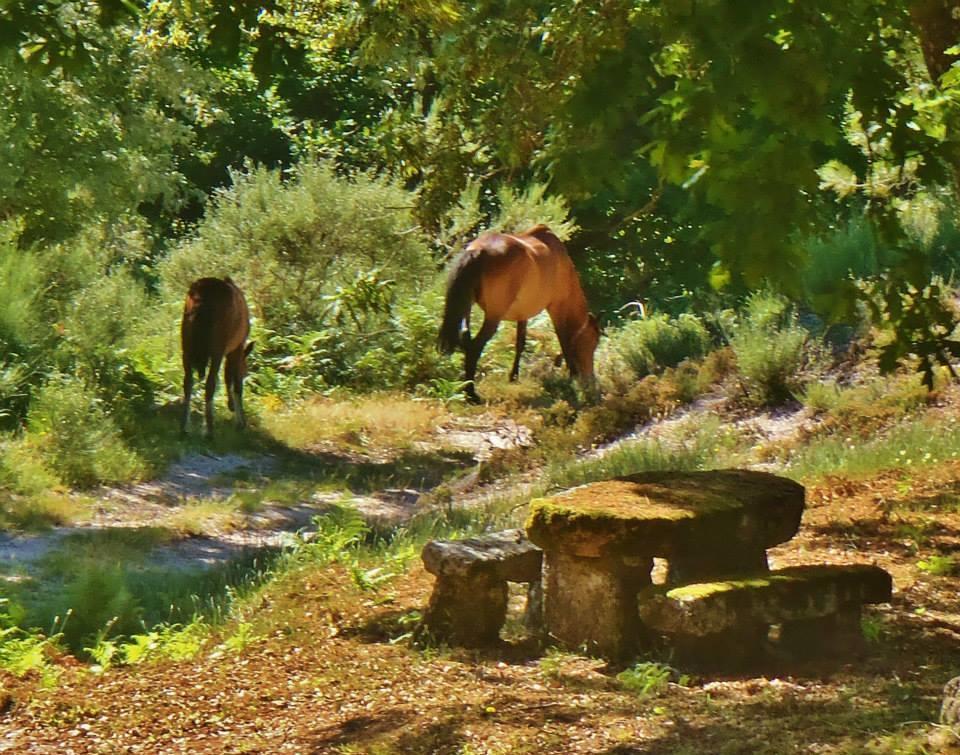 Holiday home Quinta Do Rio Homem *